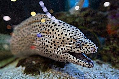 科隆：前战地开发人员公布免费FPS新作《总决赛》