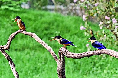 宝可梦25周年纪念歌曲 《可梦》水墨画MV公开