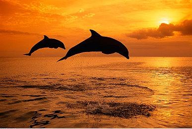 银河冒险才刚刚开始！ 《马力欧+疯狂兔子 星耀之愿》后续更新内容公布